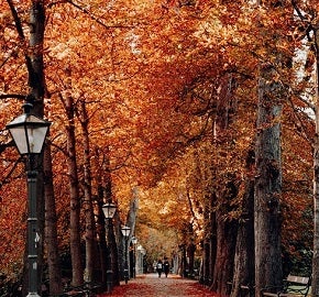 Park path with street lights and trees covered in orange autumn leaves